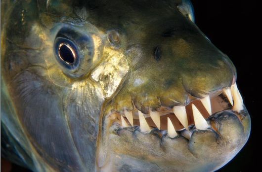 Excellent Underwater Animals Photography