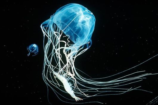 Excellent Underwater Animals Photography