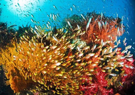 Excellent Underwater Animals Photography