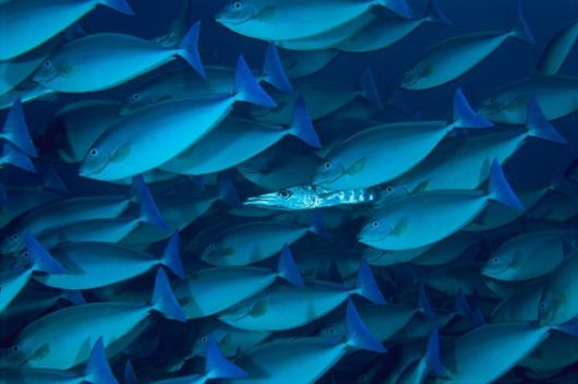 Excellent Underwater Animals Photography