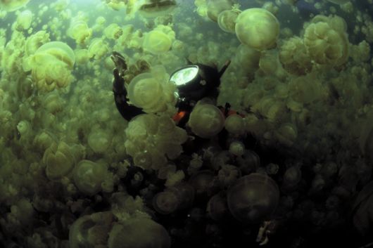 Excellent Underwater Animals Photography