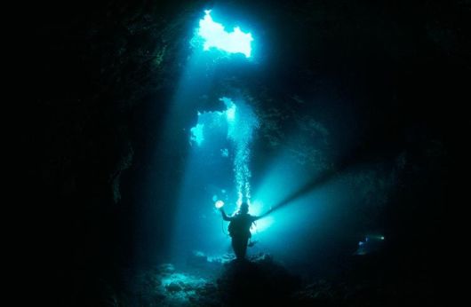 Excellent Underwater Animals Photography