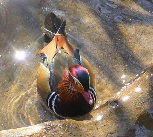 Extraordinary Animal Pictures