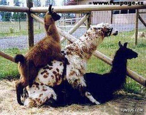 Freaks of The Nature