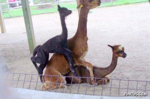 Freaks of The Nature