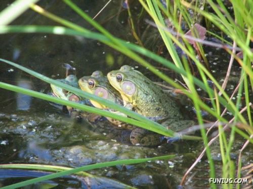 Freaks of The Nature