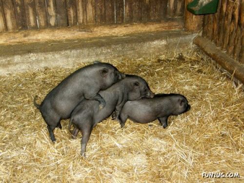 Freaks of The Nature