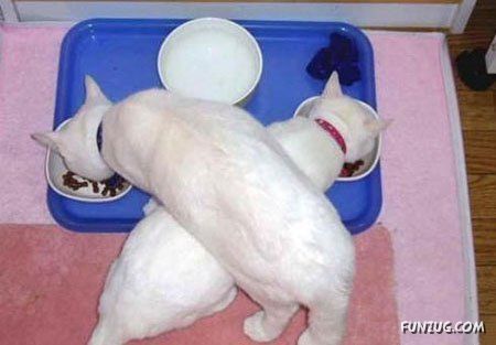 Funny Animals in Funny Situations