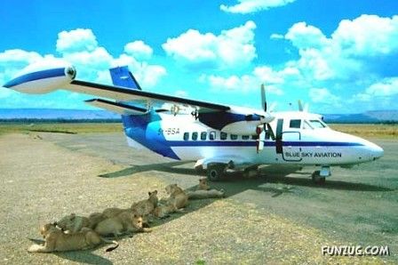 Funny Animals in Funny Situations