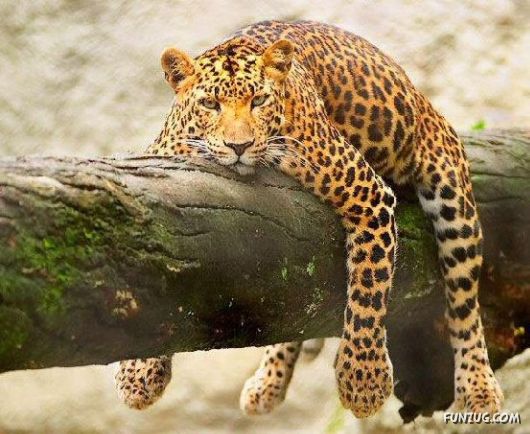 Funny Animals in Funny Situations