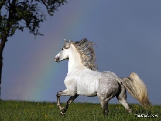 Would You Like to Ride These IncredibLe Horses?