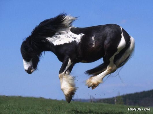 Would You Like to Ride These IncredibLe Horses?