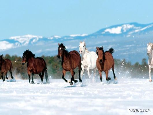 Would You Like to Ride These IncredibLe Horses?