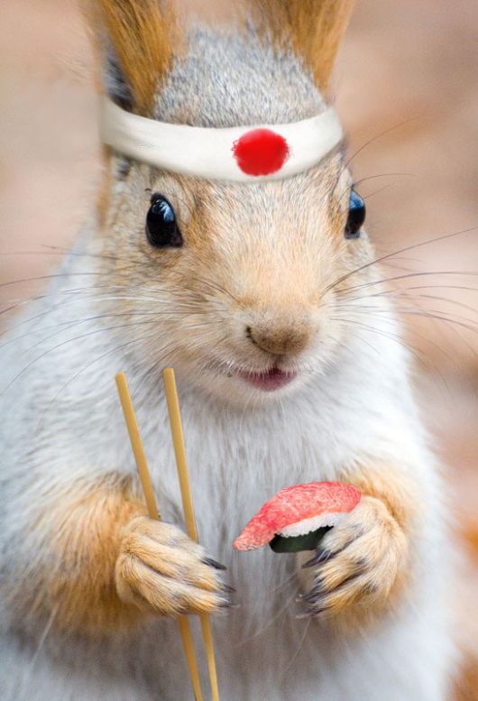 Different Kinds of Animals