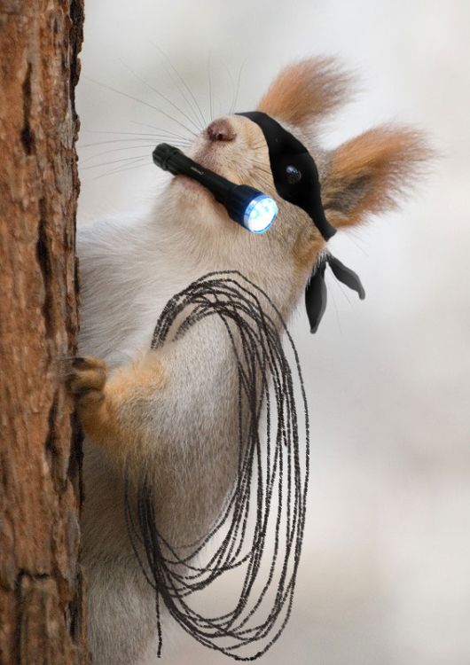 Different Kinds of Animals