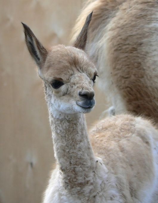 Different Kinds of Animals