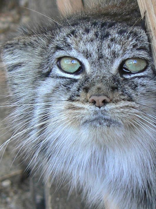 Different Kinds of Animals