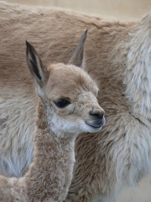 Different Kinds of Animals