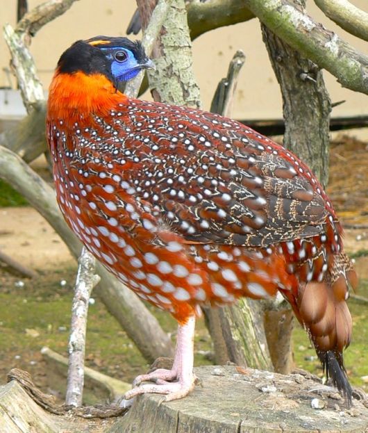 Different Kinds of Animals