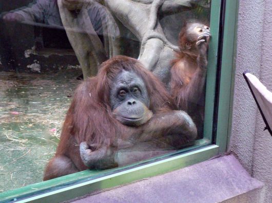 Different Kinds of Animals