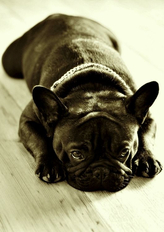 Different Kinds of Animals