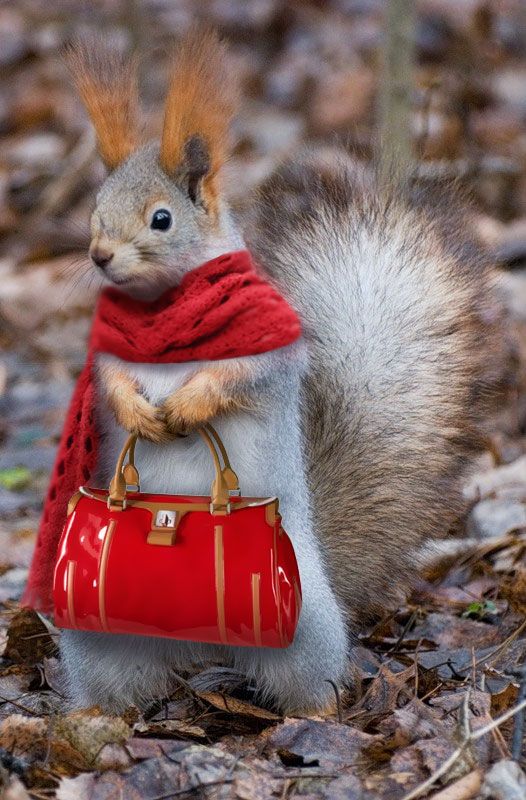 Different Kinds of Animals