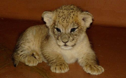 This Is King of the Jungle