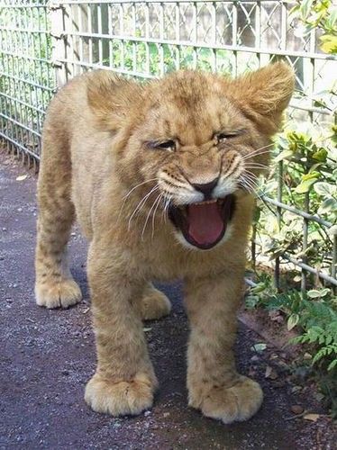 This Is King of the Jungle