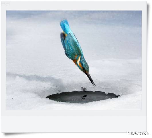 Amazing Kingfishers Quick Action