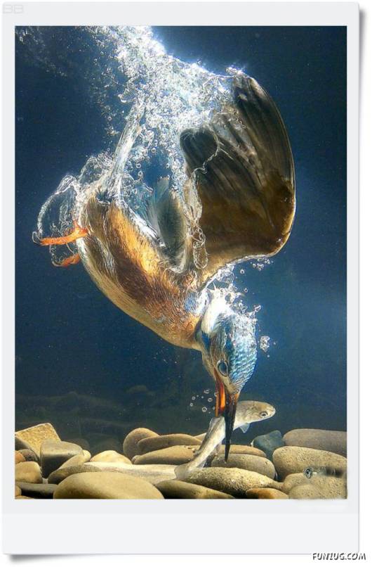 Amazing Kingfishers Quick Action