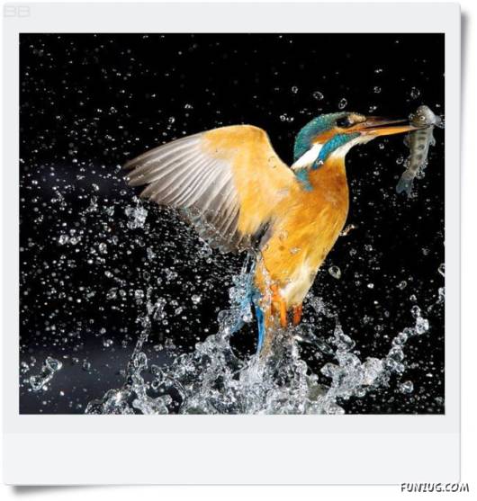 Amazing Kingfishers Quick Action