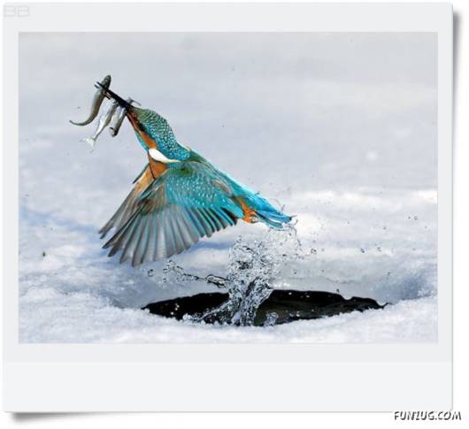 Amazing Kingfishers Quick Action