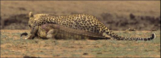 A Leopard Preying a Crocodile