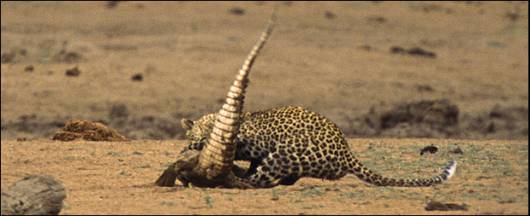 A Leopard Preying a Crocodile