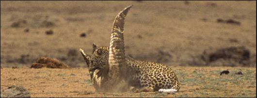 A Leopard Preying a Crocodile