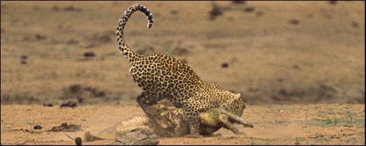 A Leopard Preying a Crocodile