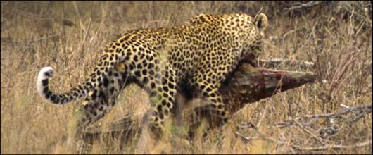 A Leopard Preying a Crocodile