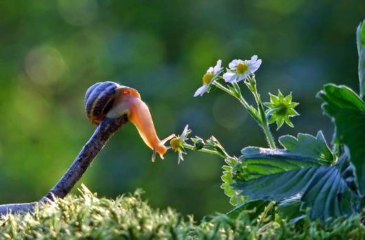 A Magical World of Snails