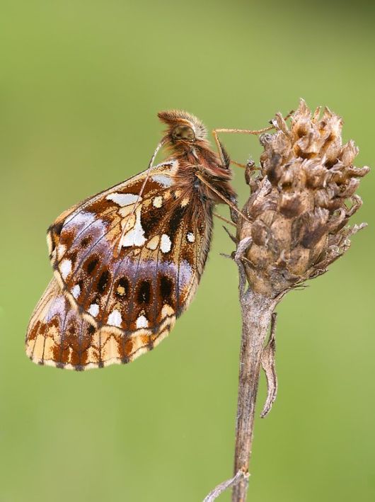 Microscopic Macro Pictures of Insects