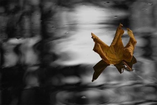 Microscopic Macro Pictures of Insects