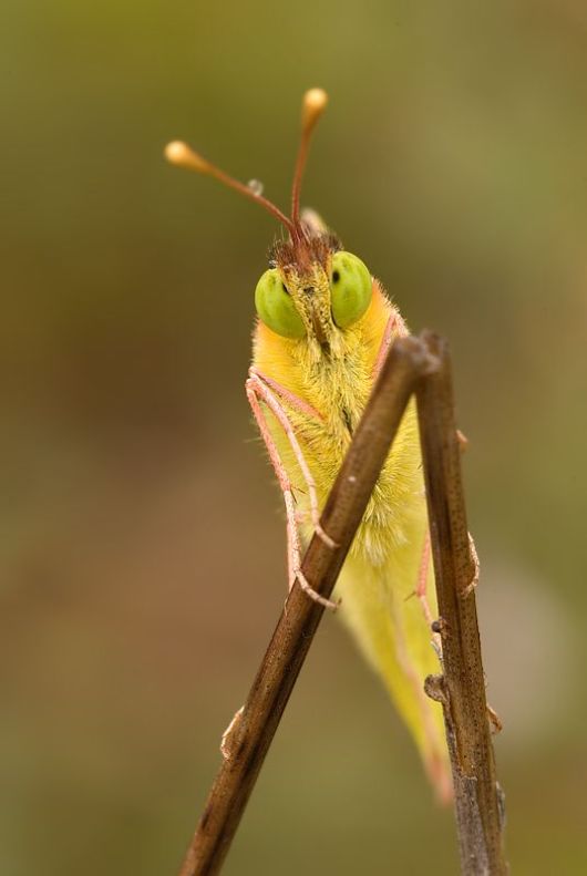 Microscopic Macro Pictures of Insects