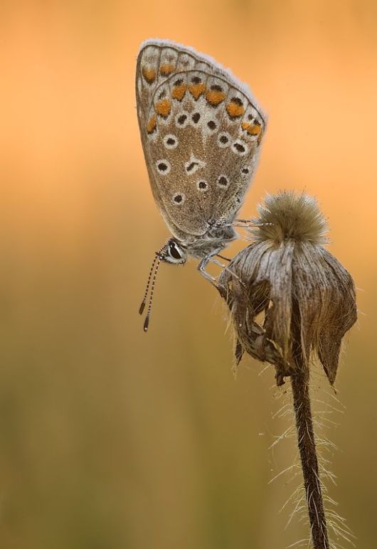 Microscopic Macro Pictures of Insects