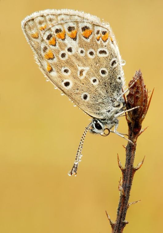 Microscopic Macro Pictures of Insects