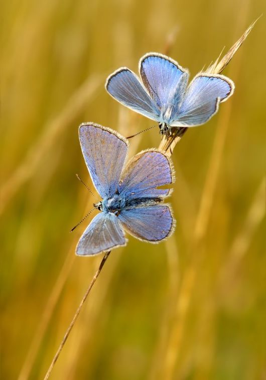 Microscopic Macro Pictures of Insects