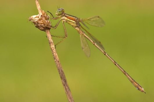 Microscopic Macro Pictures of Insects