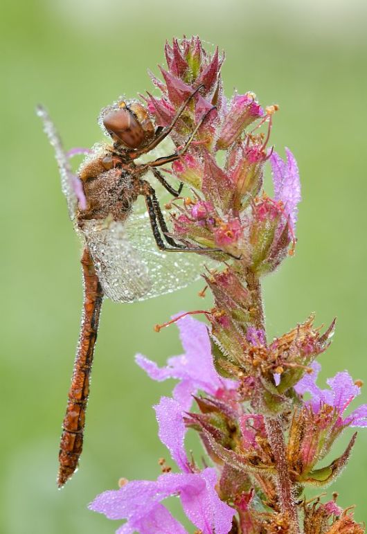 Microscopic Macro Pictures of Insects
