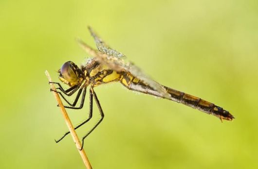 Microscopic Macro Pictures of Insects