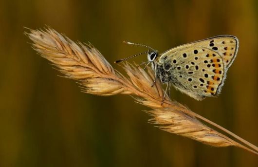 Microscopic Macro Pictures of Insects