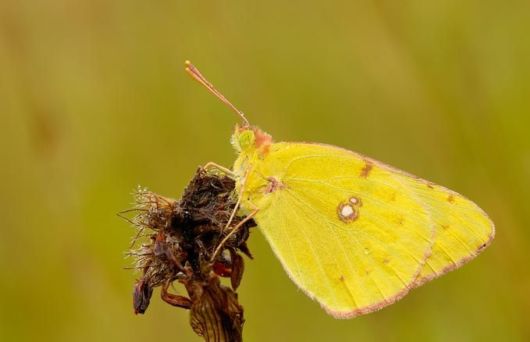 Microscopic Macro Pictures of Insects