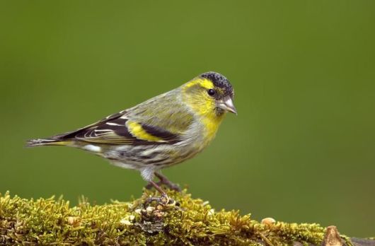 Microscopic Macro Pictures of Insects